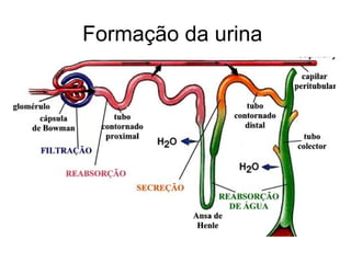 Formação da urina
 