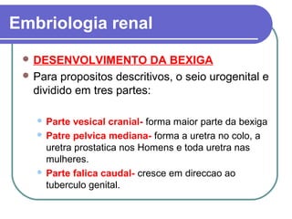 Embriologia renal
 DESENVOLVIMENTO DA BEXIGA
 Para propositos descritivos, o seio urogenital e
dividido em tres partes:
 Parte vesical cranial- forma maior parte da bexiga
 Patre pelvica mediana- forma a uretra no colo, a
uretra prostatica nos Homens e toda uretra nas
mulheres.
 Parte falica caudal- cresce em direccao ao
tuberculo genital.
 
