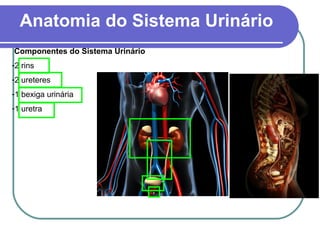 Componentes do Sistema Urinário
-2 rins
-2 ureteres
-1 bexiga urinária
-1 uretra
Anatomia do Sistema Urinário
 