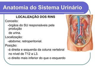 Anatomia do Sistema Urinário
LOCALIZAÇÃO DOS RINS
Conceito:
-órgãos do SU responsáveis pela
produção
de urina.
Localização:
-abdome; retroperitonial.
Posição:
-á direita e esquerda da coluna vertebral
no nível de T12 a L3.
-o direito mais inferior do que o esquerdo
 