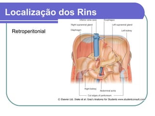 Localização dos Rins
Retroperitonial
 