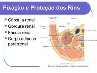 Fixação e Proteção dos Rins
Cápsula renal
Gordura renal
Fáscia renal
Corpo adiposo
pararrenal
 