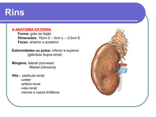 Rins
►ANATOMIA EXTERNA
Forma: grão de feijão
Dimensões: 10cm C – 5cm L – 2,5cm E
Faces: anterior e posterior
Extremidades ou polos: inferior e superior
(glândula Supra-renal)
Margens: lateral (convexa)
Medial (côncava)
Hilo – pedículo renal:
-ureter
-artéria renal
-veia renal
-nervos e vasos linfáticos
 