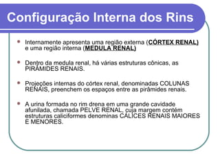 Configuração Interna dos Rins
 Internamente apresenta uma região externa (CÓRTEX RENAL)
e uma região interna (MEDULA RENAL)
 Dentro da medula renal, há várias estruturas cônicas, as
PIRÂMIDES RENAIS.
 Projeções internas do córtex renal, denominadas COLUNAS
RENAIS, preenchem os espaços entre as pirâmides renais.
 A urina formada no rim drena em uma grande cavidade
afunilada, chamada PELVE RENAL, cuja margem contém
estruturas caliciformes denominas CÁLICES RENAIS MAIORES
E MENORES.
 