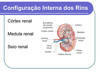 Configuração Interna dos Rins
Córtex renal
Medula renal
Seio renal
 