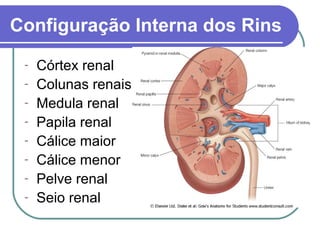 Configuração Interna dos Rins
- Córtex renal
- Colunas renais
- Medula renal
- Papila renal
- Cálice maior
- Cálice menor
- Pelve renal
- Seio renal
 