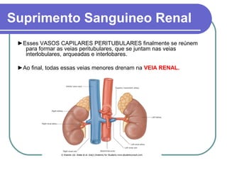 Suprimento Sanguineo Renal
►Esses VASOS CAPILARES PERITUBULARES finalmente se reúnem
para formar as veias peritubulares, que se juntam nas veias
interlobulares, arqueadas e interlobares.
►Ao final, todas essas veias menores drenam na VEIA RENAL.
 