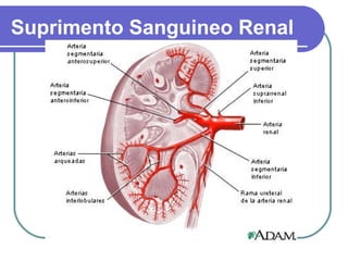 Suprimento Sanguineo Renal
 