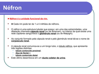 Néfron
►Néfron é a unidade funcional do rim.
 ►Cada rim pode ter de 1 a 4 milhões de néfrons.
 O néfron é uma estrutura tubular que possui, em uma das extremidades, uma
dilatação chamada cápsula renal (ou de Bowman), no interior da qual existe uma
rede capilares sanguíneos o glomérulo renal (ou de Malpighi).
 Ao conjunto formado pela cápsula renal e pelo glomérulo renal dá-se o nome de
corpúsculo renal.
 A cápsula renal comunica-se a um longo tubo, o túbulo néfrico, que apresenta
três regiões distintas:
 túbulo contorcido proximal,
 Alça de Henle) e
 túbulo contorcido distal.
 Este último desemboca em um ducto coletor de urina.
 
