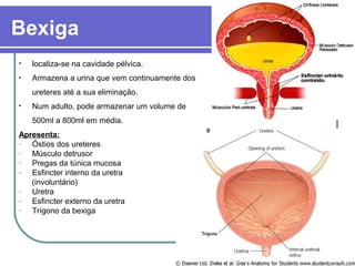 Bexiga
• localiza-se na cavidade pélvica.
• Armazena a urina que vem continuamente dos
ureteres até a sua eliminação.
• Num adulto, pode armazenar um volume de
500ml a 800ml em média.
Apresenta:
- Óstios dos ureteres
- Músculo detrusor
- Pregas da túnica mucosa
- Esfincter interno da uretra
(involuntário)
- Uretra
- Esfincter externo da uretra
- Trígono da bexiga
 