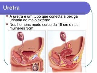 Uretra
 A uretra é um tubo que conecta a bexiga
urinária ao meio externo.
 Nos homens mede cerce da 18 cm e nas
mulheres 3cm.
 