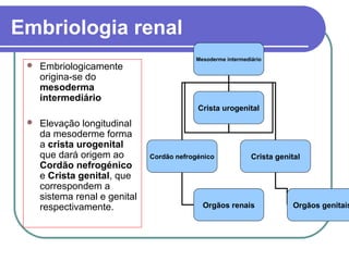 Embriologia renal
 Embriologicamente
origina-se do
mesoderma
intermediário
 Elevação longitudinal
da mesoderme forma
a crista urogenital
que dará origem ao
Cordão nefrogénico
e Crista genital, que
correspondem a
sistema renal e genital
respectivamente.
Mesoderme intermediário
Crista urogenital
Cordão nefrogénico Crista genital
Orgãos renais Orgãos genitais
 