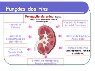 Funções dos rins
Formação de urina Excreta
(ácido úrico, creatinina, uréia e
urobilinogênio....)
Control da
Volemia
Control da Pressão
Arterial Sistémica
Control do Equilibrio
Acido-Base
Control da
Concentração de
electrólitos
Control da
Osmolaridade
plasmática
Função Endócrino
(eritropoetina, renina
e calcitriol)
Control da Hemostasia,
Função metabólica
 