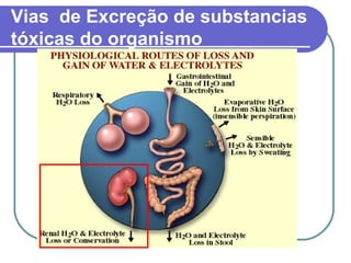 Vias de Excreção de substancias
tóxicas do organismo
 