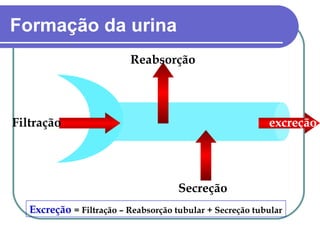 Filtração
Reabsorção
Secreção
Formação da urina
Excreção = Filtração – Reabsorção tubular + Secreção tubular
excreção
 