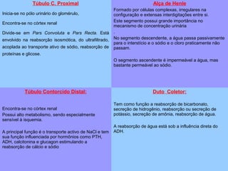 Túbulo C. Proximal
Inicia-se no pólo urinário do glomérulo,
Encontra-se no córtex renal
Divide-se em Pars Convoluta e Pars Recta. Está
envolvido na reabsorção isosmótica, do ultrafiltrado,
acoplada ao transporte ativo de sódio, reabsorção de
proteínas e glicose.
Alça de Henle
Formado por células complexas, irregulares na
configuração e extensas interdigitações entre si.
Este segmento possui grande importância no
mecanismo de concentração urinária
.
No segmento descendente, a água passa passivamente
para o interstício e o sódio e o cloro praticamente não
passam.
O segmento ascendente é impermeável a água, mas
bastante permeável ao sódio.
Túbulo Contorcido Distal:
Encontra-se no córtex renal
Possui alto metabolismo, sendo especialmente
sensível à isquemia.
A principal função é o transporte activo de NaCl e tem
sua função influenciada por hormônios como PTH,
ADH, calcitonina e glucagon estimulando a
reabsorção de cálcio e sódio
Duto Coletor:
Tem como função a reabsorção de bicarbonato,
secreção de hidrogênio, reabsorção ou secreção de
potássio, secreção de amônia, reabsorção de água.
A reabsorção de água está sob a influência direta do
ADH.
 