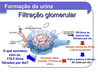 Todo o plasma é filtrado
60 vezes por dia
180 litros de
plasma são
filtrados por dia
Homem normal de 70 Kg:
3 litros de plasma
Excreção diária
(média): 1,5 litros de
urina
O quê acontece
com os
178,5 litros
filtrados por dia?
Formação da urina
Filtração glomerularFiltração glomerular
 