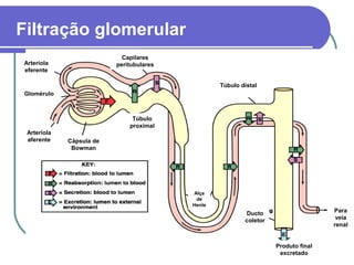 Arteríola
eferente
Glomérulo
Arteríola
aferente Cápsula de
Bowman
Túbulo
proximal
Capilares
peritubulares
Túbulo distal
Alça
de
Henle
Ducto
coletor
Para
veia
renal
Produto final
excretado
Filtração glomerular
 