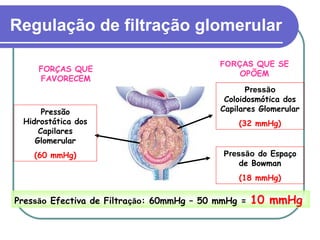 Regulação de filtração glomerular
FORÇAS QUE
FAVORECEM
FORÇAS QUE SE
OPÕEM
Pressão
Hidrostática dos
Capilares
Glomerular
(60 mmHg)
Pressão
Coloidosmótica dos
Capilares Glomerular
(32 mmHg)
Pressão do Espaço
de Bowman
(18 mmHg)
Pressão Efectiva de Filtração: 60mmHg – 50 mmHg = 10 mmHg
 