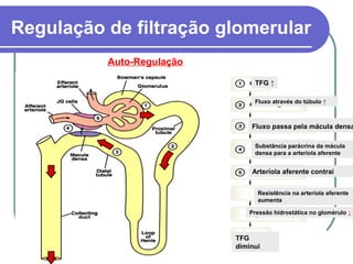 Regulação de filtração glomerular
Auto-Regulação
TFG ↑
Fluxo através do túbulo ↑
Fluxo passa pela mácula densa
Substância parácrina da mácula
densa para a arteríola aferente
Arteríola aferente contrai
Pressão hidrostática no glomérulo ↓
Resistência na arteríola aferente
aumenta
TFG
diminui
 