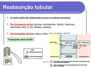 Reabsorção tubular
 A maior parte da reabsorção ocorre no túbulo proximal.
 Por transporte activo: glicose, aminoacidos, lípidos, vitaminas,
electrolítos (Na, K, Cl), fosfatos, sulfatos
 Por transpote passivo: Agua, Ureia, Cloro,Fosfato, HCO3
Transporte ativo de Na+
 