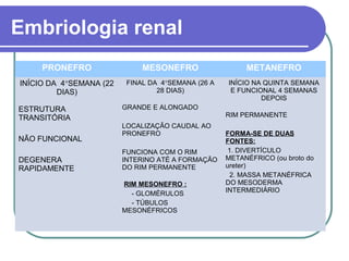 Embriologia renal
PRONEFRO MESONEFRO METANEFRO
INÍCIO DA 4°SEMANA (22
DIAS)
ESTRUTURA
TRANSITÓRIA
NÃO FUNCIONAL
DEGENERA
RAPIDAMENTE
FINAL DA 4°SEMANA (26 A
28 DIAS)
GRANDE E ALONGADO
LOCALIZAÇÃO CAUDAL AO
PRONEFRO
FUNCIONA COM O RIM
INTERINO ATÉ A FORMAÇÃO
DO RIM PERMANENTE
RIM MESONEFRO :
- GLOMÉRULOS
- TÚBULOS
MESONÉFRICOS
INÍCIO NA QUINTA SEMANA
E FUNCIONAL 4 SEMANAS
DEPOIS
RIM PERMANENTE
FORMA-SE DE DUAS
FONTES:
1. DIVERTÍCULO
METANÉFRICO (ou broto do
ureter)
2. MASSA METANÉFRICA
DO MESODERMA
INTERMEDIÁRIO
 