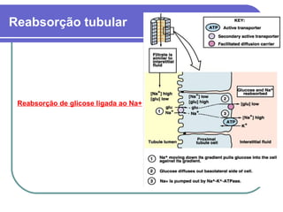 Reabsorção tubular
Reabsorção de glicose ligada ao Na+
 