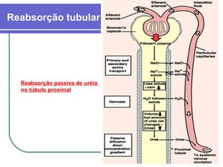 Reabsorção tubular
Reabsorção passiva de uréia
no túbulo proximal
 
