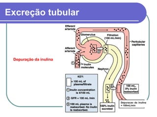 Excreção tubular
Depuração da inulina
Depuracao da inulina
= 100mL/min
 