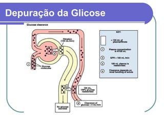 Depuração da Glicose
 