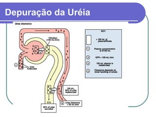 Depuração da Uréia
 