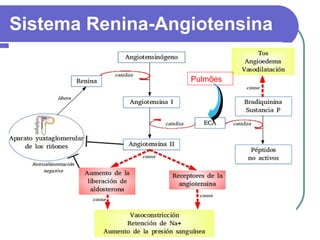 Sistema Renina-Angiotensina
Pulmões
 