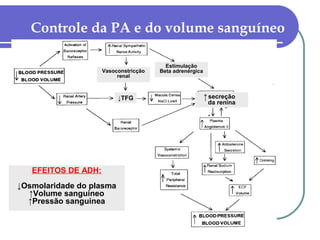 Controle da PA e do volume sanguíneo
↓TFG
Vasoconstricção
renal
Estimulação
Beta adrenérgica
secreção
da renina
↑
EFEITOS DE ADH:
↓Osmolaridade do plasma
↑Volume sanguineo
↑Pressão sanguinea
 