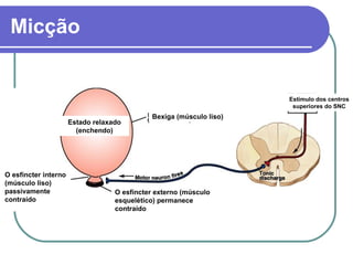 Micção
O esfíncter interno
(músculo liso)
passivamente
contraído
Estado relaxado
(enchendo)
O esfíncter externo (músculo
esquelético) permanece
contraído
Bexiga (músculo liso)
Estímulo dos centros
superiores do SNC
 