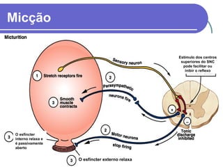 Micção
O esfíncter
interno relaxa e
é passivamente
aberto
O esfíncter externo relaxa
Estímulo dos centros
superiores do SNC
pode facilitar ou
inibir o reflexo
 