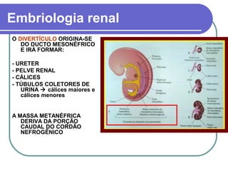 Embriologia renal
O DIVERTÍCULO ORIGINA-SE
DO DUCTO MESONÉFRICO
E IRÁ FORMAR:
- URETER
- PELVE RENAL
- CÁLICES
- TÚBULOS COLETORES DE
URINA  cálices maiores e
cálices menores
A MASSA METANÉFRICA
DERIVA DA PORÇÃO
CAUDAL DO CORDÃO
NEFROGÊNICO
 