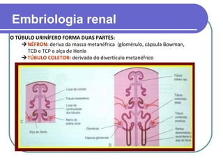 O TÚBULO URINÍFERO FORMA DUAS PARTES:
NÉFRON: deriva da massa metanéfrica (glomérulo, cápsula Bowman,
TCD e TCP e alça de Henle
TÚBULO COLETOR: derivado do divertículo metanéfrico
Embriologia renal
 