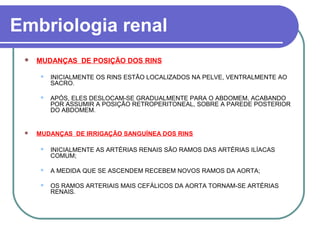 Embriologia renal
 MUDANÇAS DE POSIÇÃO DOS RINS
 INICIALMENTE OS RINS ESTÃO LOCALIZADOS NA PELVE, VENTRALMENTE AO
SACRO.
 APÓS, ELES DESLOCAM-SE GRADUALMENTE PARA O ABDOMEM, ACABANDO
POR ASSUMIR A POSIÇÃO RETROPERITONEAL, SOBRE A PAREDE POSTERIOR
DO ABDOMEM.
 MUDANÇAS DE IRRIGAÇÃO SANGUÍNEA DOS RINS
 INICIALMENTE AS ARTÉRIAS RENAIS SÃO RAMOS DAS ARTÉRIAS ILÍACAS
COMUM;
 A MEDIDA QUE SE ASCENDEM RECEBEM NOVOS RAMOS DA AORTA;
 OS RAMOS ARTERIAIS MAIS CEFÁLICOS DA AORTA TORNAM-SE ARTÉRIAS
RENAIS.
 