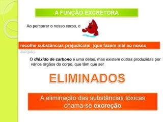 A FUNÇÃO EXCRETORA
Ao percorrer o nosso corpo, o
recolhe substâncias prejudiciais (que fazem mal ao nosso
corpo).
O dióxido de carbono é uma delas, mas existem outras produzidas por
vários órgãos do corpo, que têm que ser
A eliminação das substâncias tóxicas
chama-se excreção
 