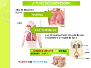 Inclui os seguintes
órgãos:
PULMÕES
e as
Vias respiratórias
que eliminam a maior parte do dióxido
de carbono e do vapor de água;
O sistema urinário, que produz e
expulsa a urina
e a pele, que liberta o suor.
 