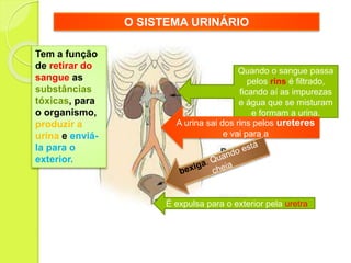 O SISTEMA URINÁRIO
Tem a função
de retirar do
sangue as
substâncias
tóxicas, para
o organismo,
produzir a
urina e enviá-
la para o
exterior.
Quando o sangue passa
pelos rins é filtrado,
ficando aí as impurezas
e água que se misturam
e formam a urina.
A urina sai dos rins pelos ureteres
e vai para a
É expulsa para o exterior pela uretra
 