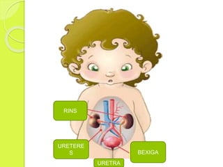 RINS
URETERE
S BEXIGA
URETRA
 