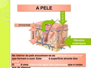 A PELE
PELO
P
O
R
O
Glândula
sudorípara
DERME
EPIDERME
No interior da pele encontram-se as glândulas sudoríparas,
que formam o suor. Este sobe à superfície através dos
poros.
O suor é uma mistura de água com impurezas que o corpo
 