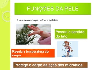 FUNÇÕES DA PELE
É uma camada impermeável e protetora
Possui o sentido
do tato
Regula a temperatura do
corpo
Protege o corpo da ação dos micróbios
 