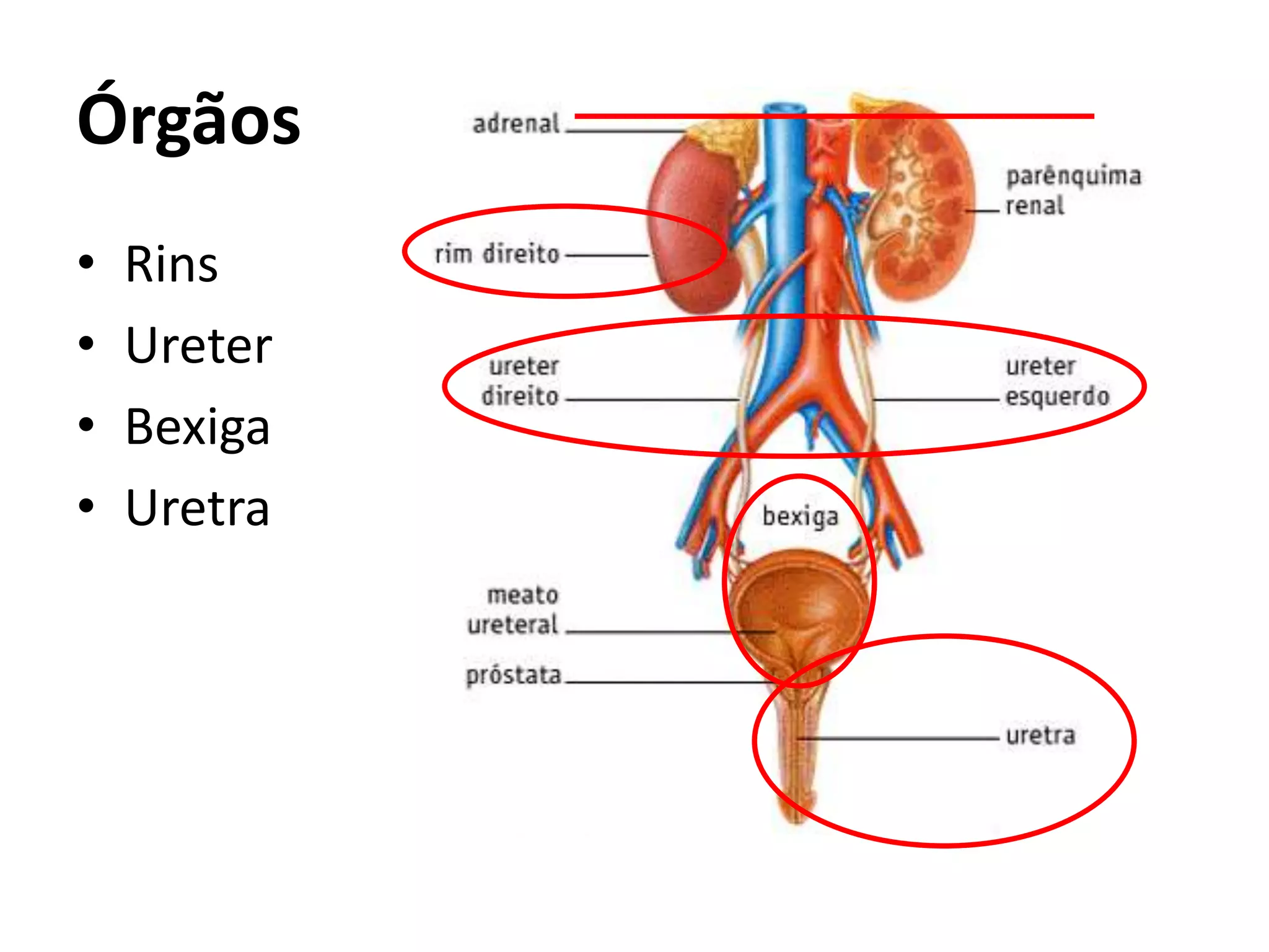 Sistema urinário / excretor | PPT