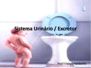 Sistema Urinário / Excretor
Prof º Felipe Haeberlin
 