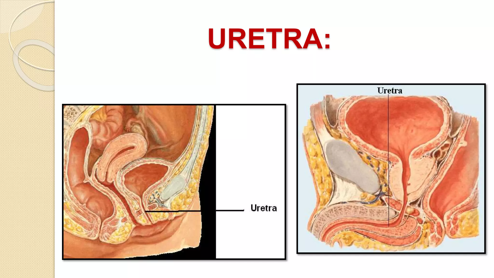 URETRA: