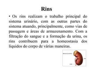 Rins
• Os rins realizam o trabalho principal do
sistema urinário, com as outras partes do
sistema atuando, principalmente, como vias de
passagem e áreas de armazenamento. Com a
filtração do sangue e a formação da urina, os
rins contribuem para a homeostasia dos
líquidos do corpo de várias maneiras.
 