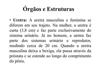 Órgãos e Estruturas
• Uretra: A uretra masculina e feminina se
diferem em seu trajeto. Na mulher, a uretra é
curta (3,8 cm) e faz parte exclusivamente do
sistema urinário. Já no homem, a uretra faz
parte dos sistemas urinário e reprodutor,
medindo cerca de 20 cm. Quando a uretra
masculina deixa a bexiga, ela passa através da
próstata e se estende ao longo do comprimento
do pênis.
 