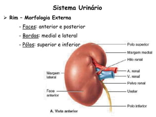 Sistema Urinário
 Rim – Morfologia Externa
- Faces: anterior e posterior
- Bordas: medial e lateral
- Pólos: superior e inferior
 